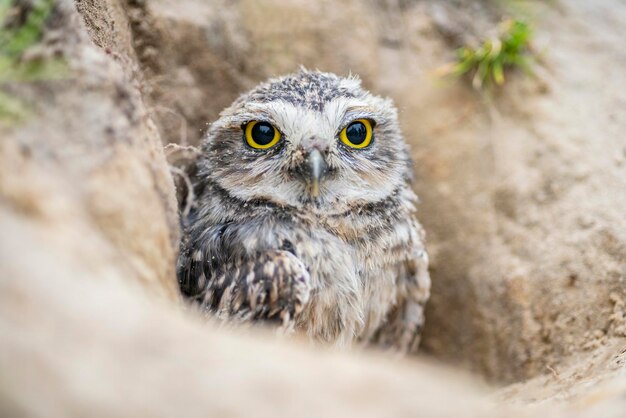 Gravende uil (Athene cunicularia) staande op de grond. Gravende Uil zittend in het nestgat.