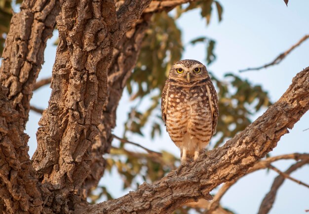 Gravende uil op boomtak camera kijken