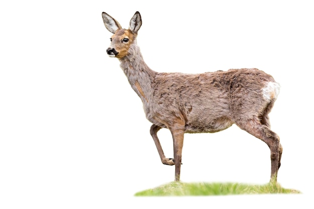 空白に切り抜かれた草の上に立っているGravidroe deer doe