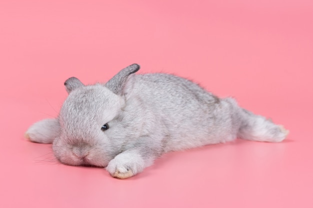 Gray adorable baby rabbit on pink background. Cute baby rabbit.