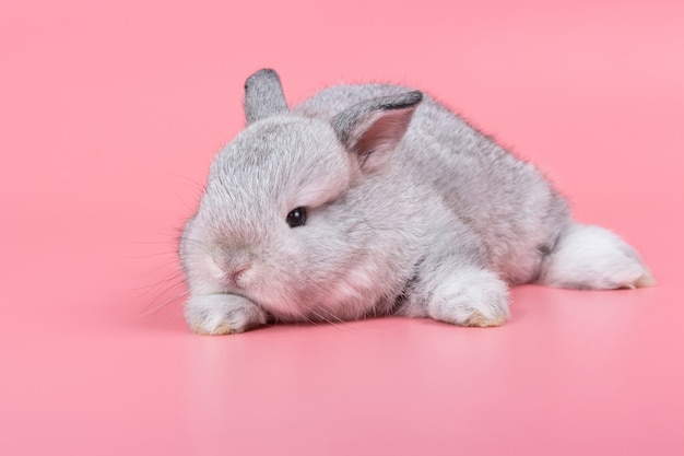 Gray adorable baby rabbit on pink background. Cute baby rabbit.