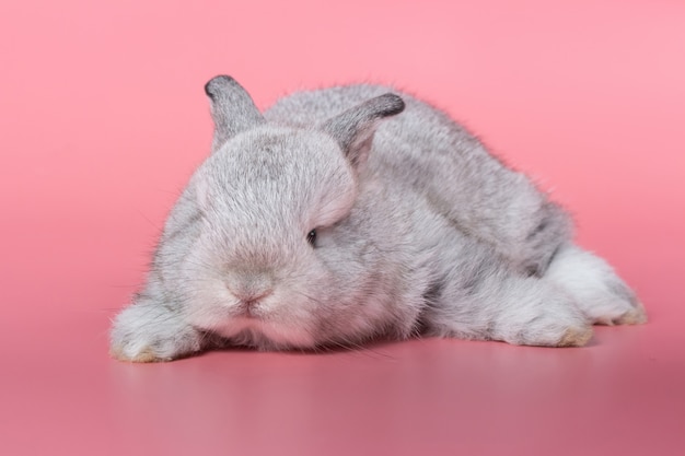Gray adorable baby rabbit on pink background. Cute baby rabbit.