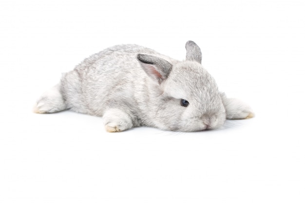 Gray adorable baby rabbit 