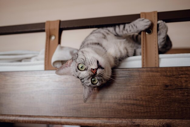 Gray adult cat in a playful mood