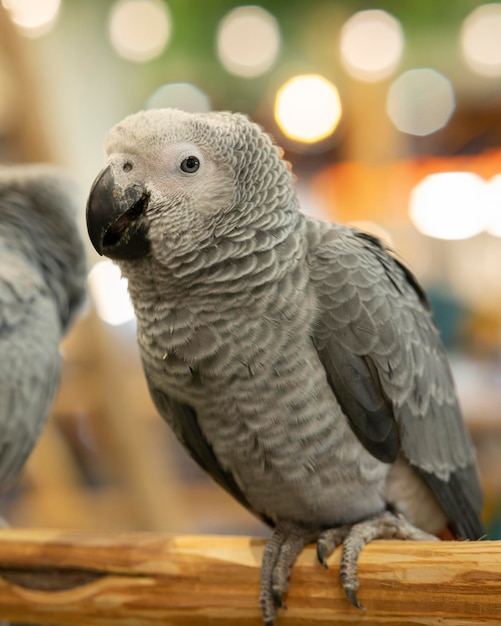 A gray African parrot perched on a log