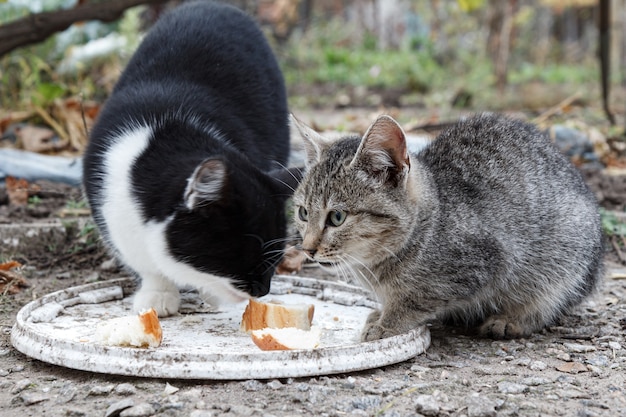 灰色と黒のぶち猫は、自然を背景に屋外で食べています。浅い被写界深度のポートレート。