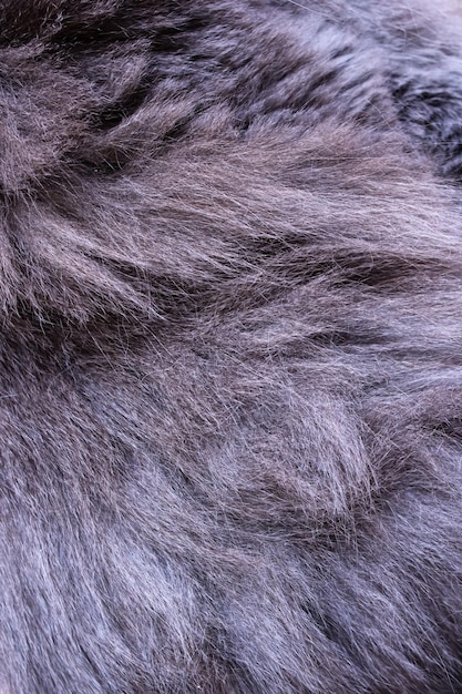 Gray animal hair closeup background or texture