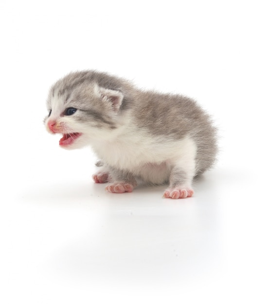 Gray baby kitten crying isolated