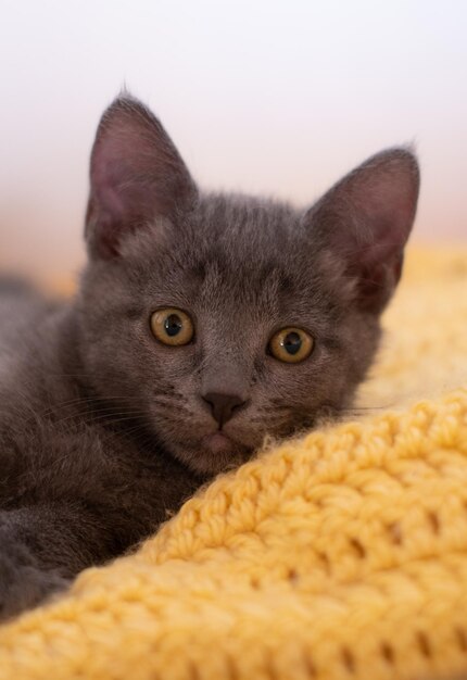 Gray baby kitten