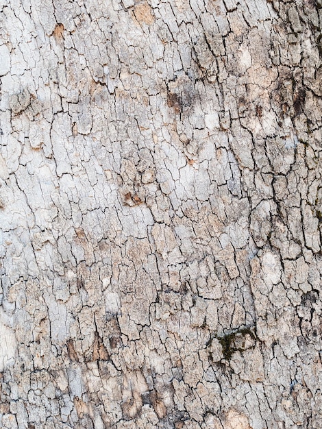 Gray bark of an old tree closeup