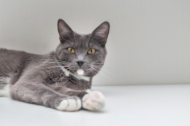 Bello gatto grigio con gli occhi gialli ritratto