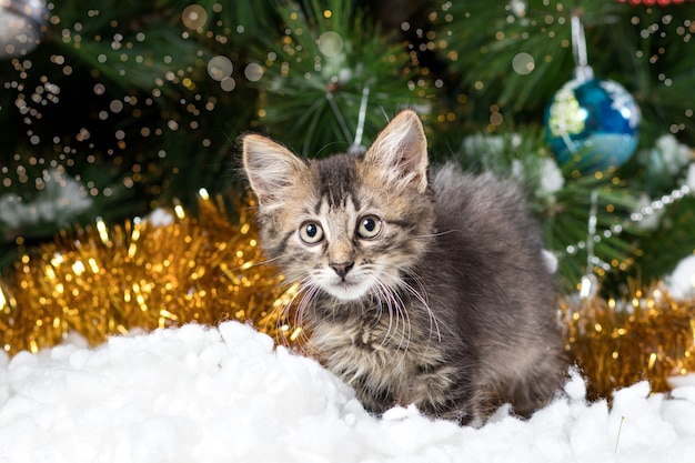 A gray beautiful kitten sits in the snow near the Christmas tree.