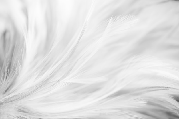 Gray bird and chicken feathers in soft and blur style for the background. dark tone