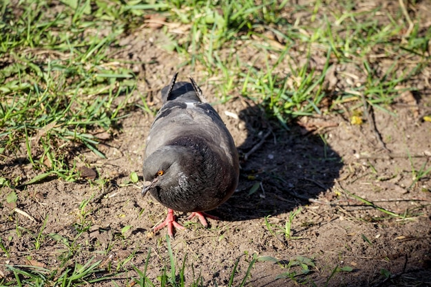 A gray bird pigeon walks on green grass