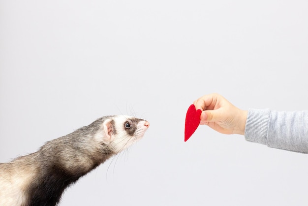 Gray-black sable ferret with a heart grey background sideways to the camera. Domestic ferret concept. Exotic pet care concept. Isolated on background