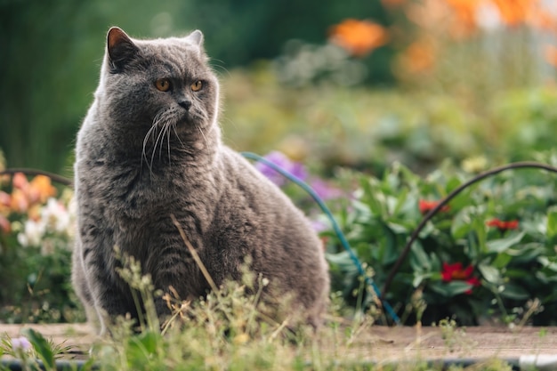 A gray British cat sits on a wooden sidewalk near a flower bed with greenery.
