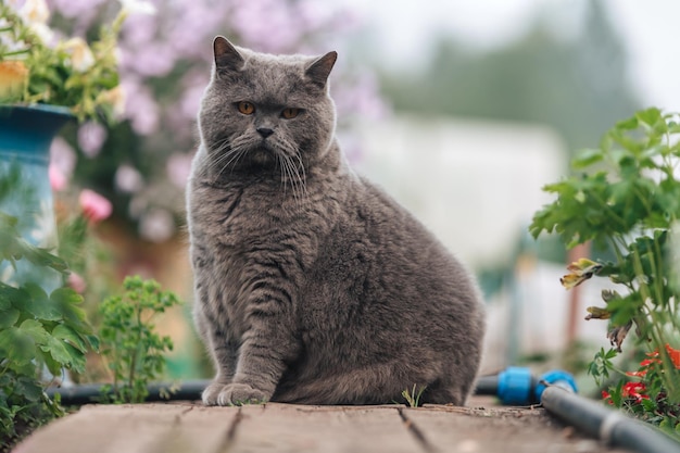 A gray British cat sits on a wooden sidewalk near a flower bed with greenery