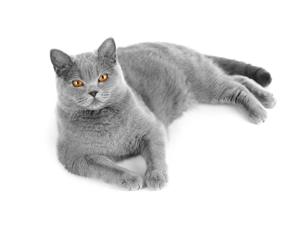 Gray british cat on white background