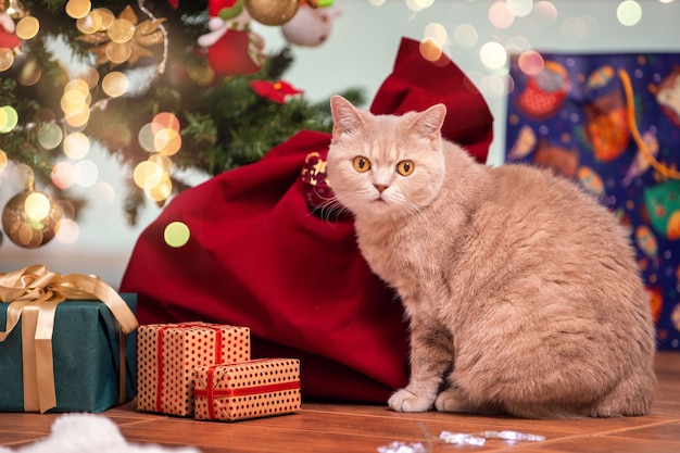 リビングルームのクリスマスツリーの下にあるギフトボックスの横に、黄色い目を持つ灰色のブリティッシュ猫が座っています。