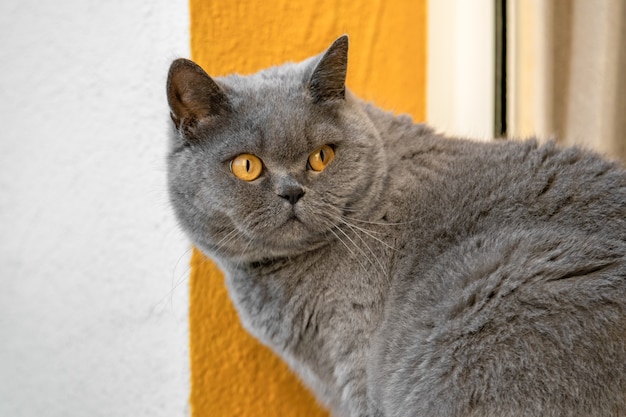 Gray british cat with yellow eyes turned around on white yellow background