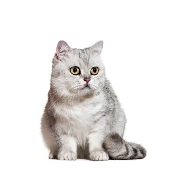 Gray British Shorthair Cat-geïsoleerde zitting ,.