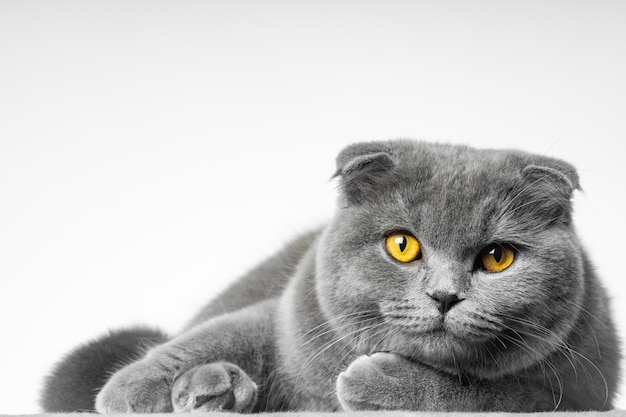 Gray british shorthair cat with beautiful eyes on a white background