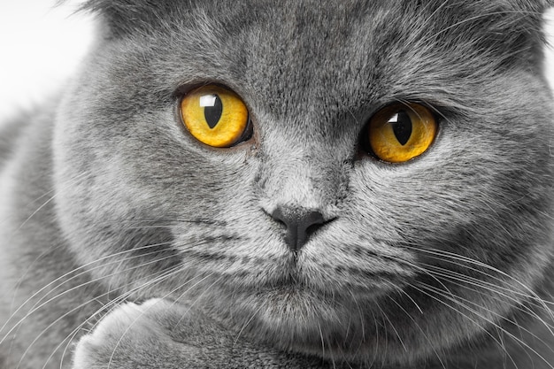 Gray british shorthair cat with beautiful eyes on a white background