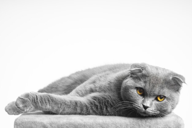 Gray british shorthair cat with beautiful eyes on a white background