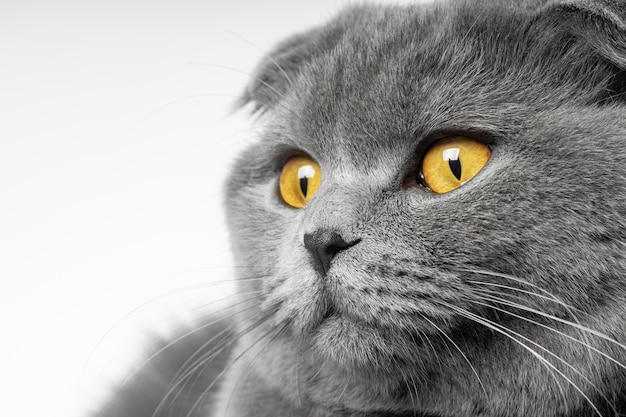 Gray british shorthair cat with beautiful eyes on a white background