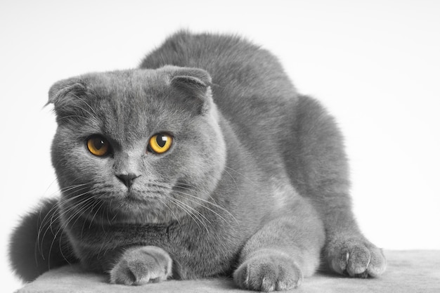 Gray british shorthair cat with beautiful eyes on a white background