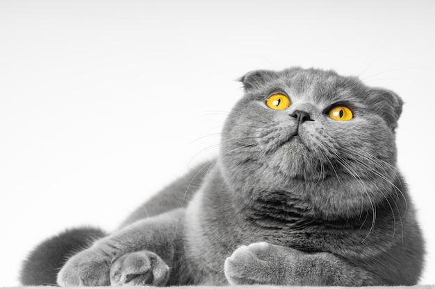 Gray british shorthair cat with beautiful eyes on a white background