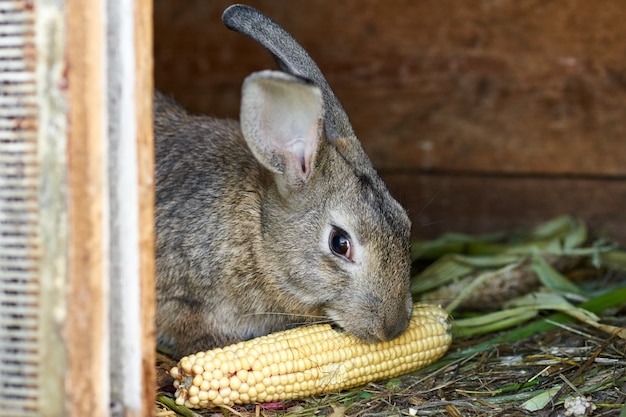 Gray and brown rabbit in a cage, close up