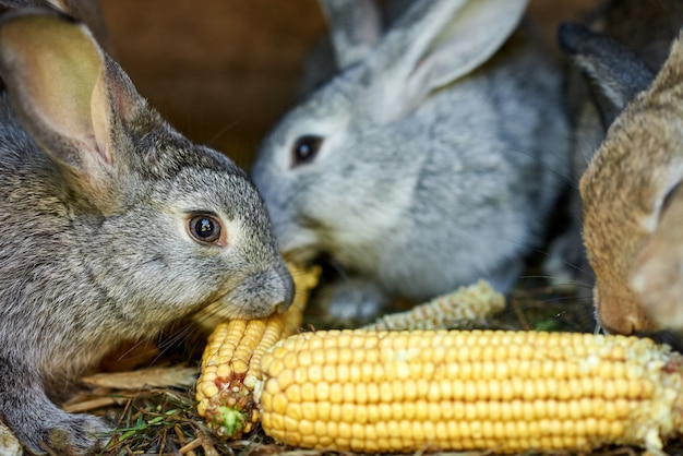 Gray and brown rabbits eating ear of corn in a cage