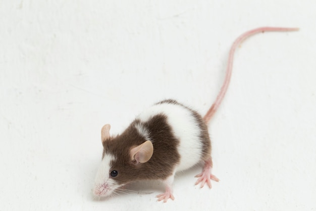 Gray Brown white mouse isolated