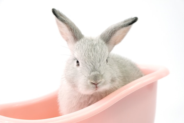 A gray bunny in a pink bathtub on a white