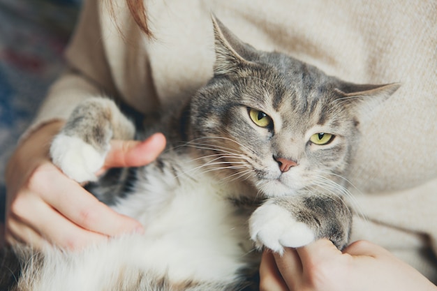 Gray cat in the arms of a girl stroking a cat