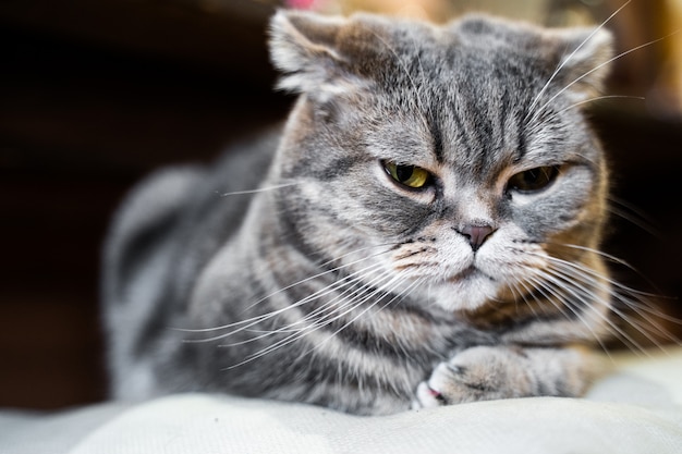 Gray cat, British breed, sad look, close-up