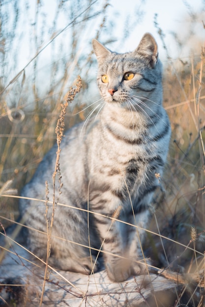 Gray cat British breed sitting in the grass