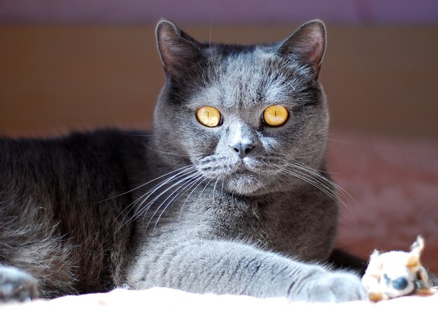 A gray cat of British or Scottish breed lies on the bed in the light from the window