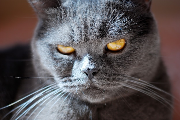 イギリスまたはスコットランドの品種の灰色の猫が窓からの光の中でベッドに横たわっています