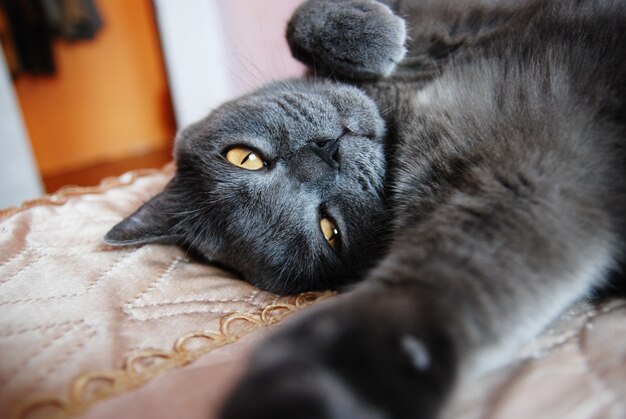 A gray cat of british or scottish breed lies on the bed in the light from the window