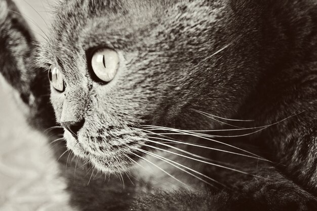 A gray cat of British or Scottish breed lies on the bed in the light from the window