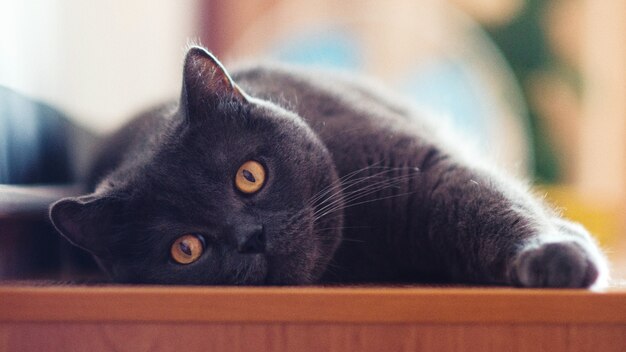 A gray cat of British or Scottish breed lies on the bed in the light from the window