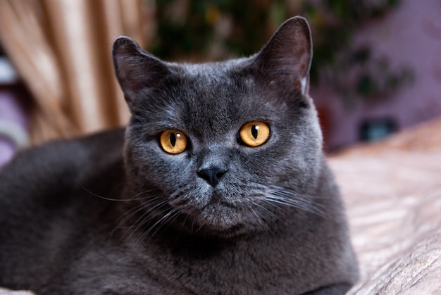 영국이나 스코틀랜드 품종의 회색 고양이는 창문에서 들어오는 빛 아래 침대에 누워 있다