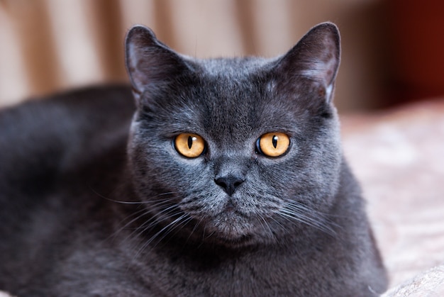 A gray cat of British or Scottish breed lies on the bed in the light from the window