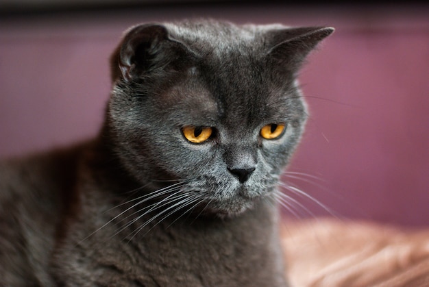 A gray cat of British or Scottish breed lies on the bed in the light from the window