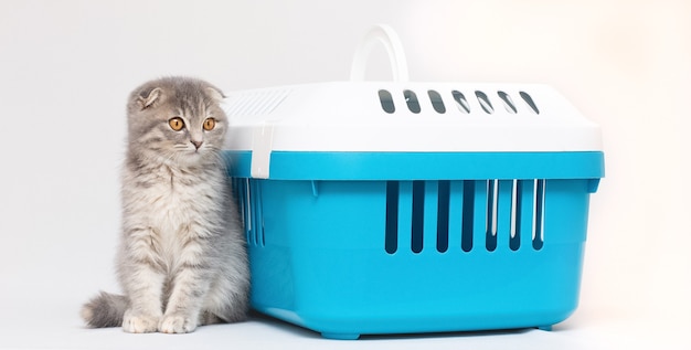 Photo gray cat by carrying case on blue background. scottish fold cat.