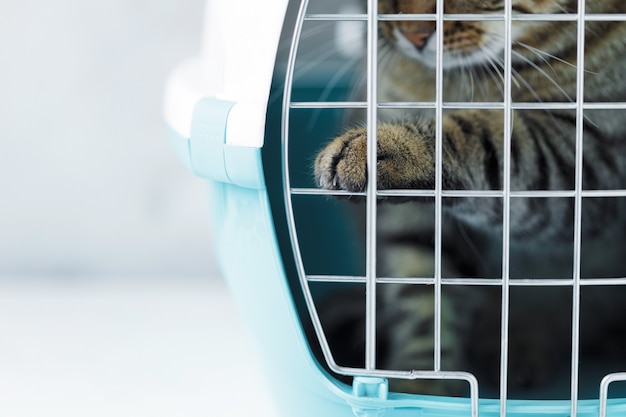 Gray cat in a cage for transportation