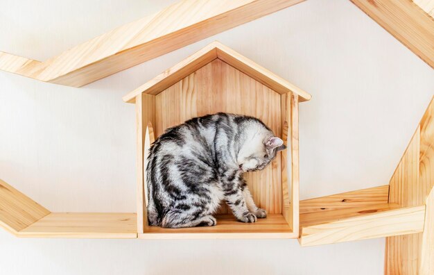 猫の家の灰色の猫