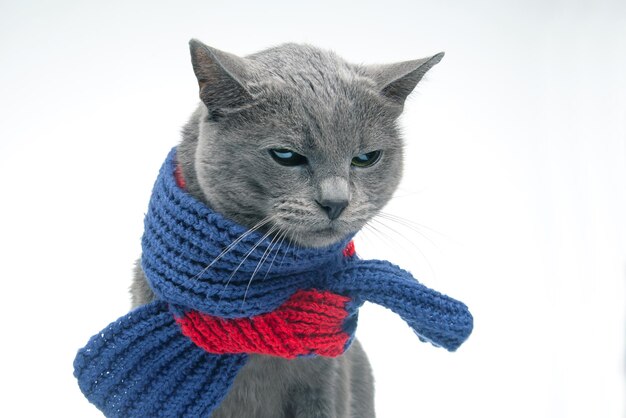 Gray cat in a colorful knitted warm scarf on a white background Warmth and comfort of pets